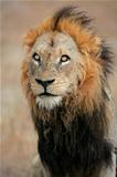 Big male African lion