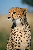 Cheetah portrait