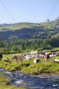 Cows and Italian Alps