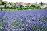 lavender fields hill town provence france