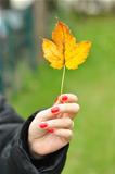 yellow leaf in woman hand