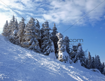 snowy spruce