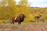 mouflon male and fallow deers