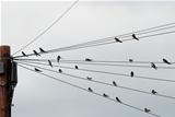 Flock of swallows gathered on telegraph wires