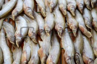 dried Phalacronotus bleekeri fish