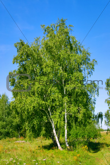 birch with a brightly green leaf on a background clean sky