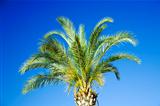 single tropical palm on a background clear blue sky