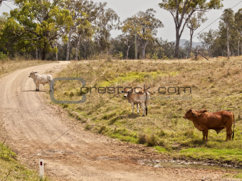 Australian rural country road scene