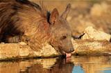 Brown hyena drinking