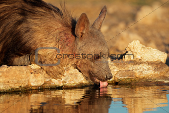 Brown hyena drinking