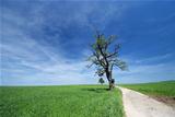 Solitary old oak tree growing along the road among fields in late spring