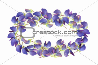 Frame made of beautiful lupine flower petals