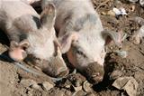 Pigs in Mud