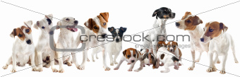  jack russel terriers