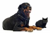 rottweiler and cat