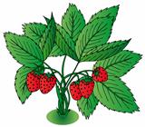 Red strawberry with leaves