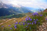 Violet in Val Pusteria, Dolomite - Italy