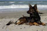 Dog on Dutch coast (Zeeland)