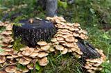 honey edible mushrooms