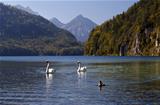 wild white swans on Alpensee
