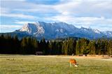young alpine cow on pasture