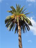 Tenerife palm tree