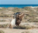 Large osprey bird in flight