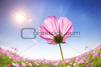  beautiful daisies on the sunlight background