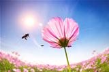 bee and pink daisies on the sunlight background