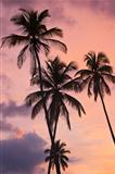 Palm Tree Silhouettes at Sunset