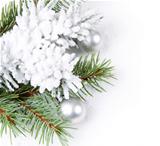 Christmas background with  fir branch 