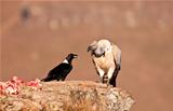 Cape Vulture and white necked raven