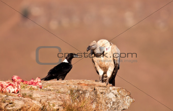 Cape Vulture and white necked raven
