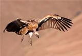 Cape Vulture flying 