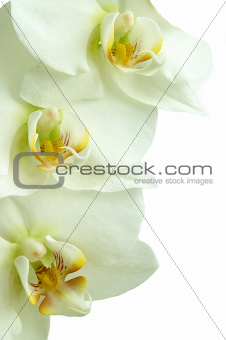  Flower orchids on white ground