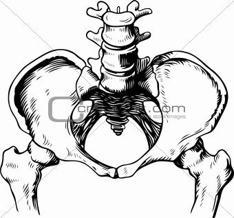 Human pelvis male