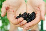 blackberry in hands