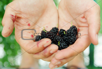 blackberry in hands