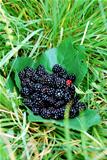 Blackberry fruit on leaves