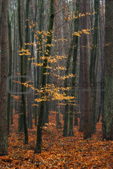 Hornbeam tree in forest.