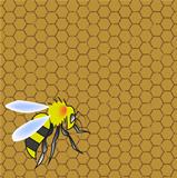 honeycomb and wasp