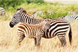 Masai Mara Zebras