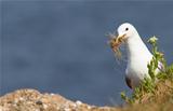 Seagull building a nest