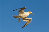 A gannet is flying