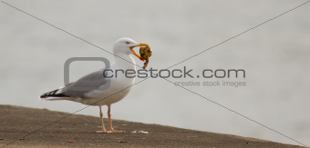 A seagull is eating crab