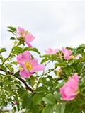 Pink flowers of wild roses
