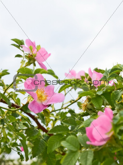 Pink flowers of wild roses