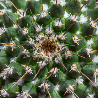 Cactus nipple-cactus (Mamillaria).