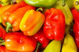 Lot of Multicolored Sweet Pepper background