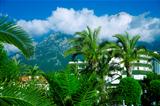 tropical palms in tourist resort in mountains